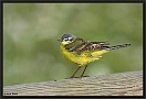 Gele Kwikstaart, Blue-headed Wagtail, Motacilla flava Location: Ommen, the Netherlands gele kwikstaart DSC 0520-01 kopie